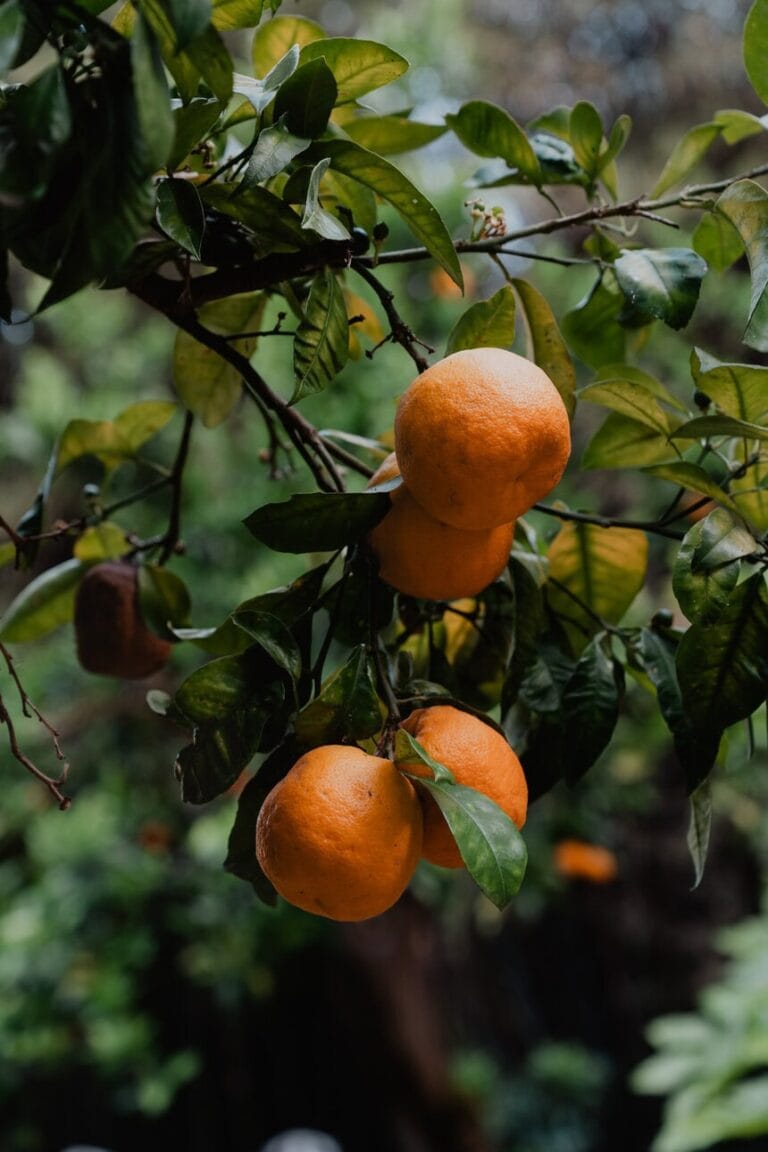 Chelsey Joao web 536